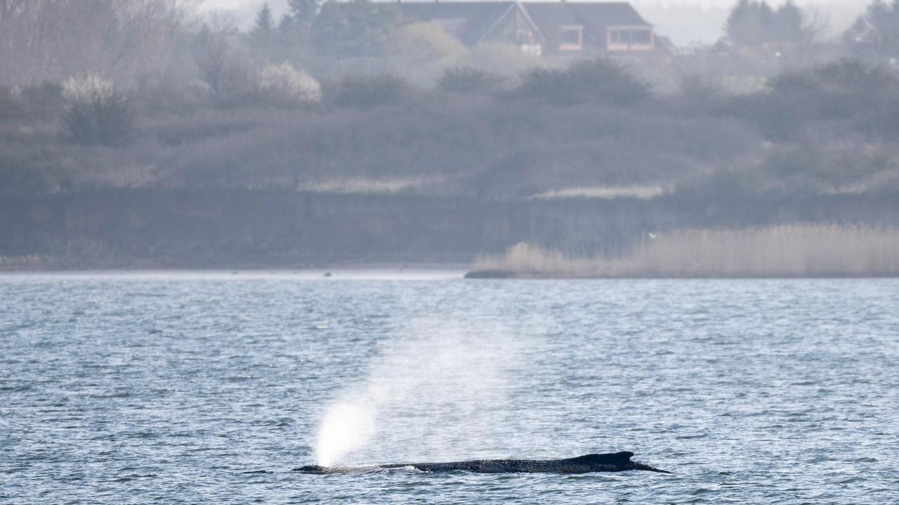 Ostseeküste: Fall von Buckelwal Timmy gilt als weltweit einzigartig