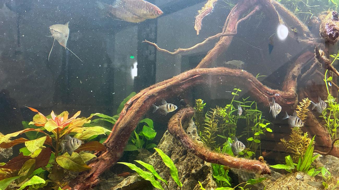 Nach Großbrand an Grundschule: Fische überleben Feuer – emotionales Wiedersehen für Kinder