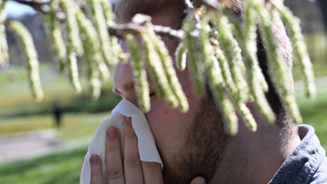 Saisonhöhepunkt bei der Birke: Pollen lassen Allergiker leiden: Wann ist ein Ende in Sicht?