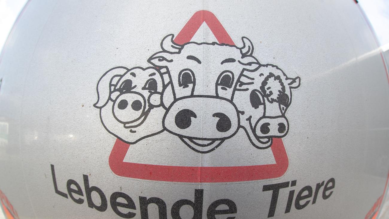Tierwohl: Sachsen stoppt alle Tiertransporte in den Nahen Osten