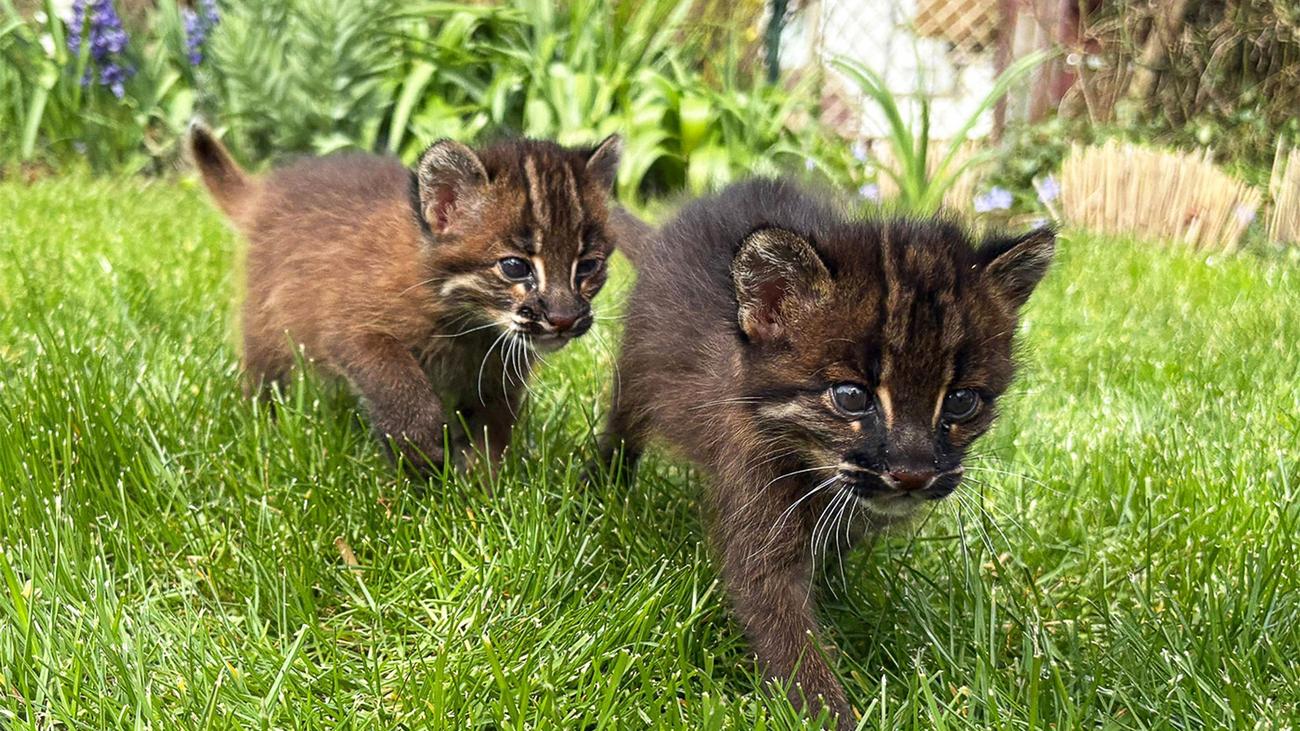 Tiere im Heidelberger Zoo: Seltener als Große Pandas: Goldkatzen-Nachwuchs im Zoo