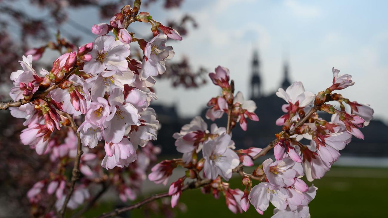 Wettervorhersage: So lange hält sich das sonnige Frühlingswetter in Sachsen