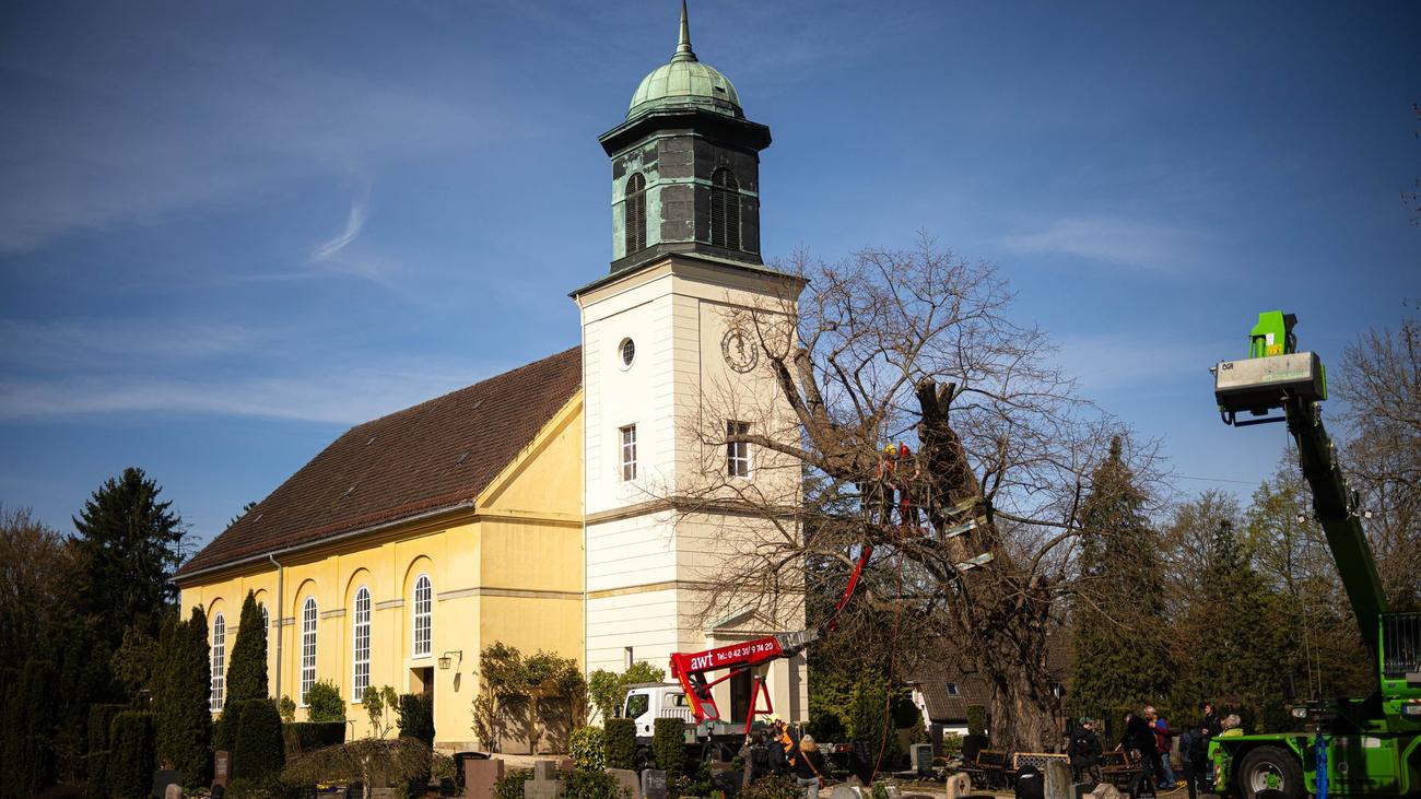 Geschichte: Stütze für Bremens ältesten Baum