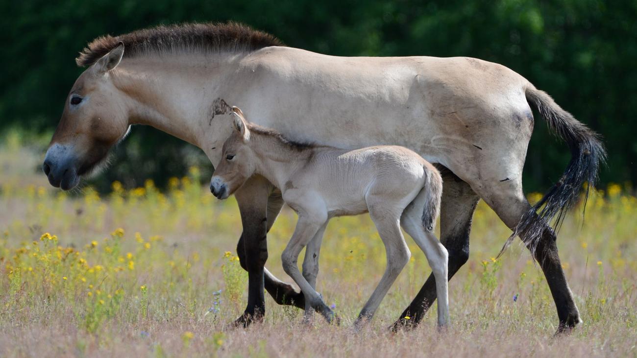 Tiere: Zwei Todesfälle bei Hanauer Wildpferd-Herde