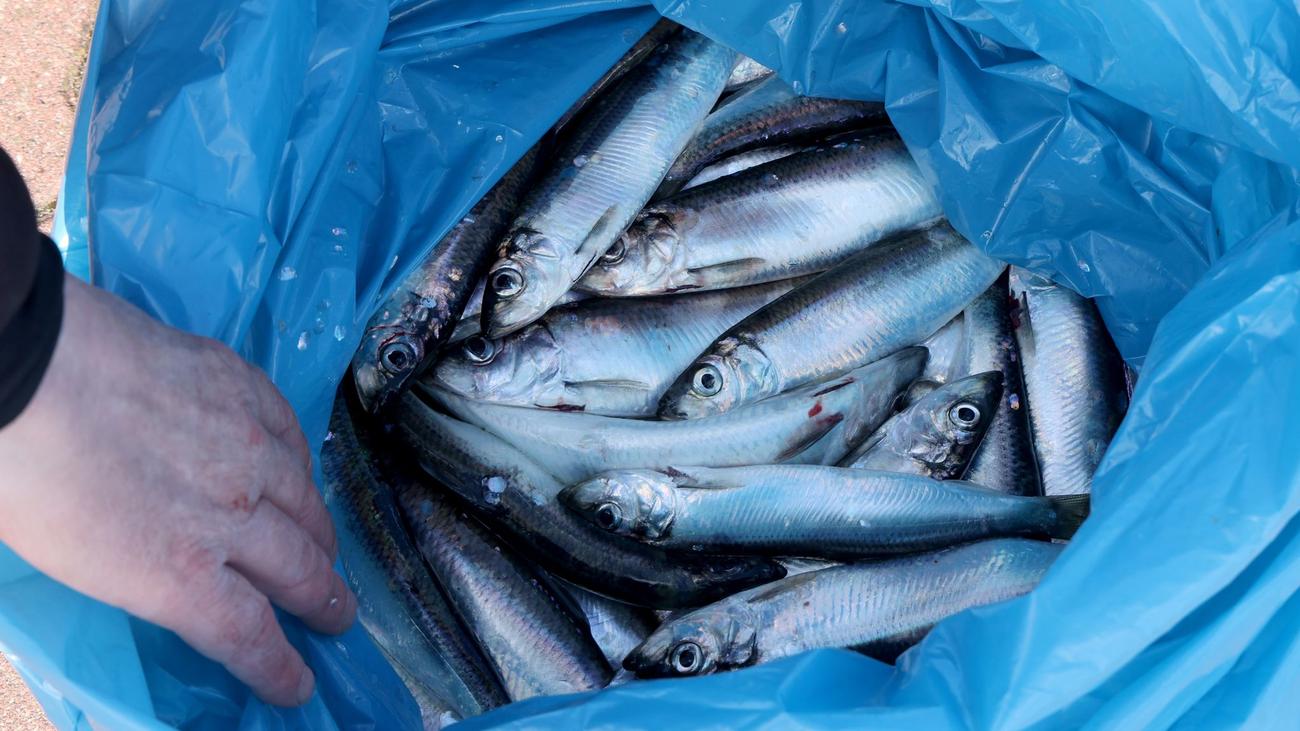 Beliebter Speisefisch: Eis, Robben und Kraftstoffpreise erschweren Heringsfischerei