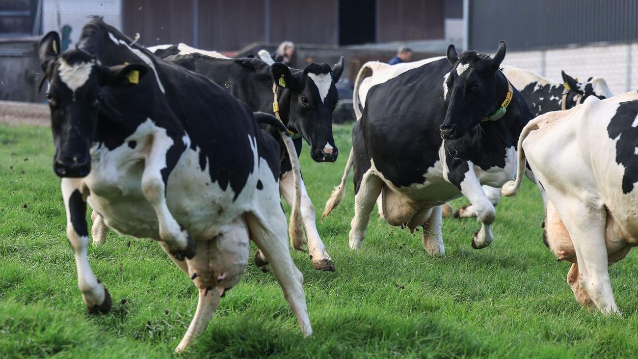 Weideaustrieb auch in NRW: Etwa die Hälfte der Kühe darf auf die Weide