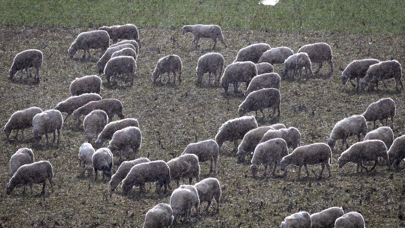 Weidetiere angegriffen: Freilaufender Hund tötet Lamm - Zeugen gesucht