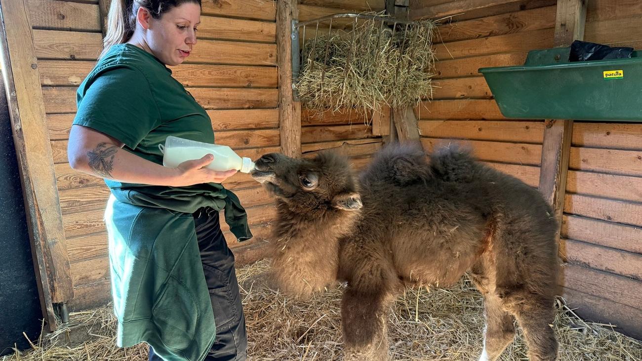 Tiere: Junges Trampeltier im Neunkircher Zoo erhält die Flasche