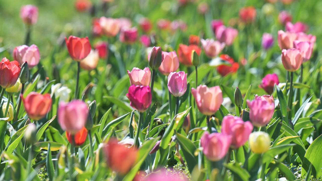 Wetter: Sonne-Wolken-Mix über Bayern