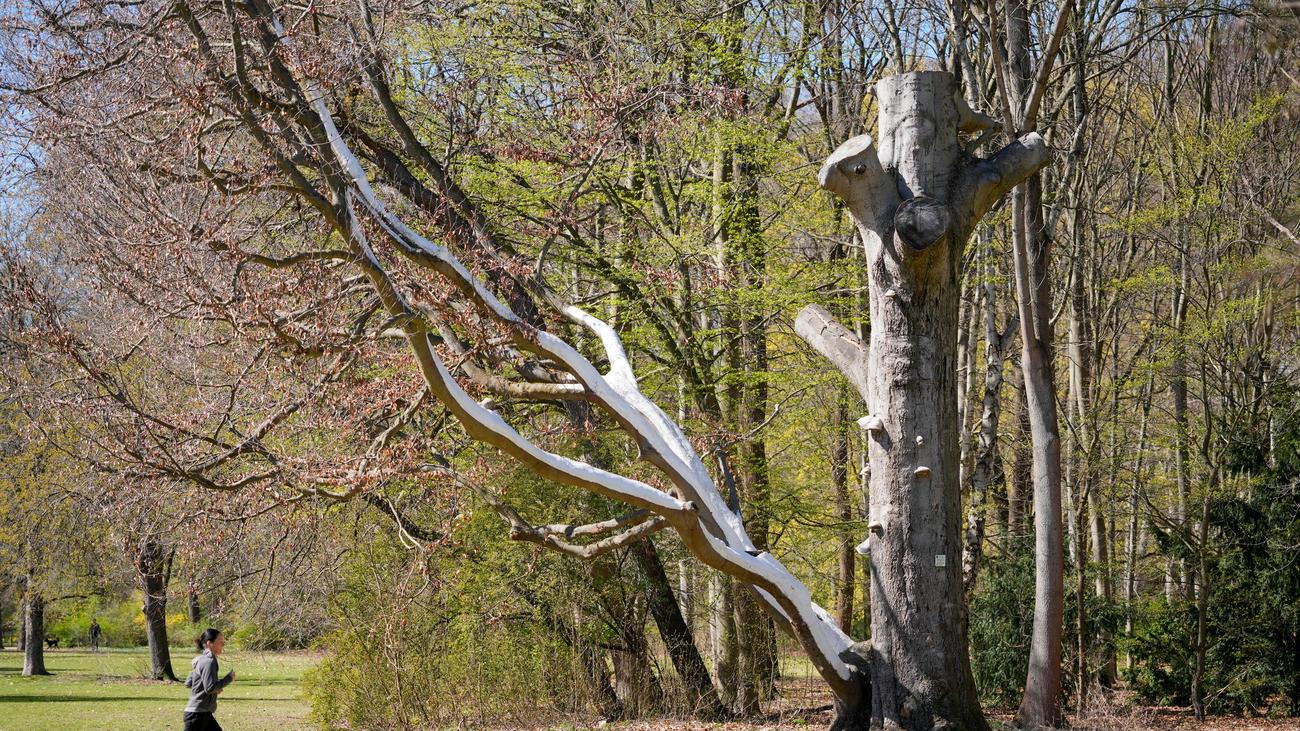 Nach Unglück bei Flensburg: Wer in Berlin die Sicherheit von Bäumen im Blick hat