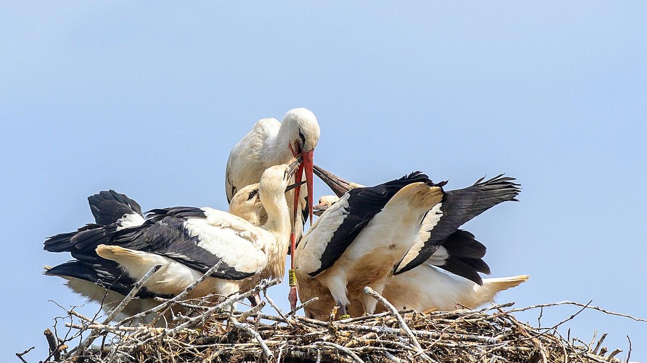 Weißstörche: Zahl der Störche in Thüringen wächst konstant