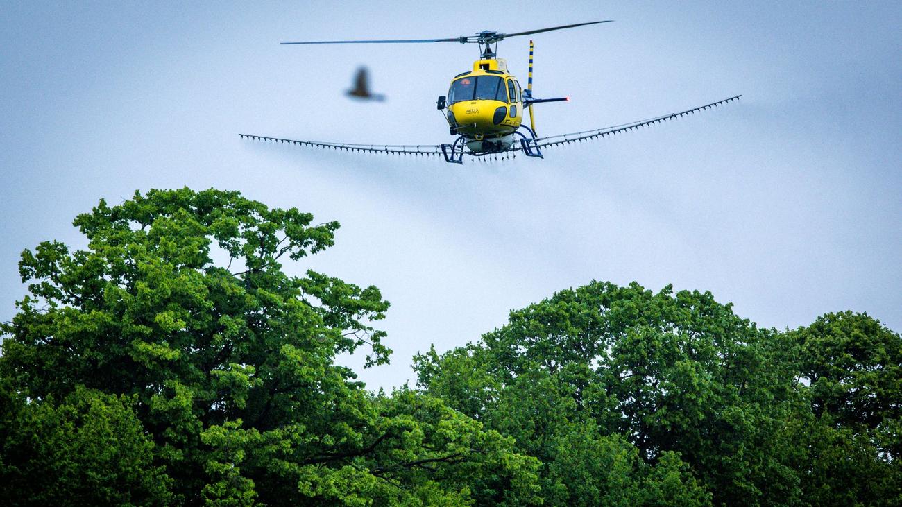 Gefährliches Insekt: Hubschrauber soll Raupenplage im Altmarkkreis eindämmen