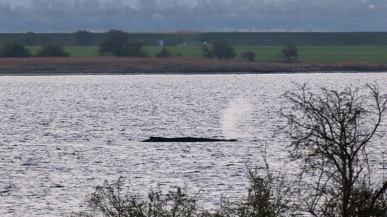 Wal in der Ostsee vor Poel: Ministerium bekräftigt: Keine Rettungsversuche mehr für Wal