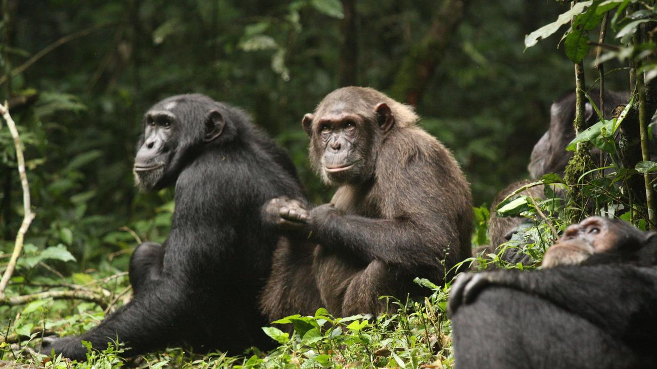 Gewalt-Eskalation dokumentiert: Schimpansen-"Bürgerkrieg": Wie Nachbarn zu Feinden werden