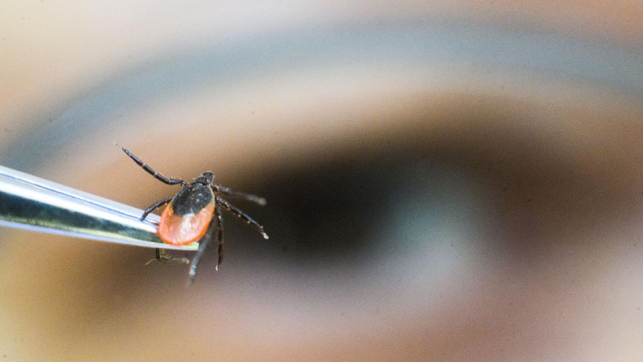 Vorsicht geboten: Zecken zunehmend ganzjährig aktiv – auch neue Arten dabei