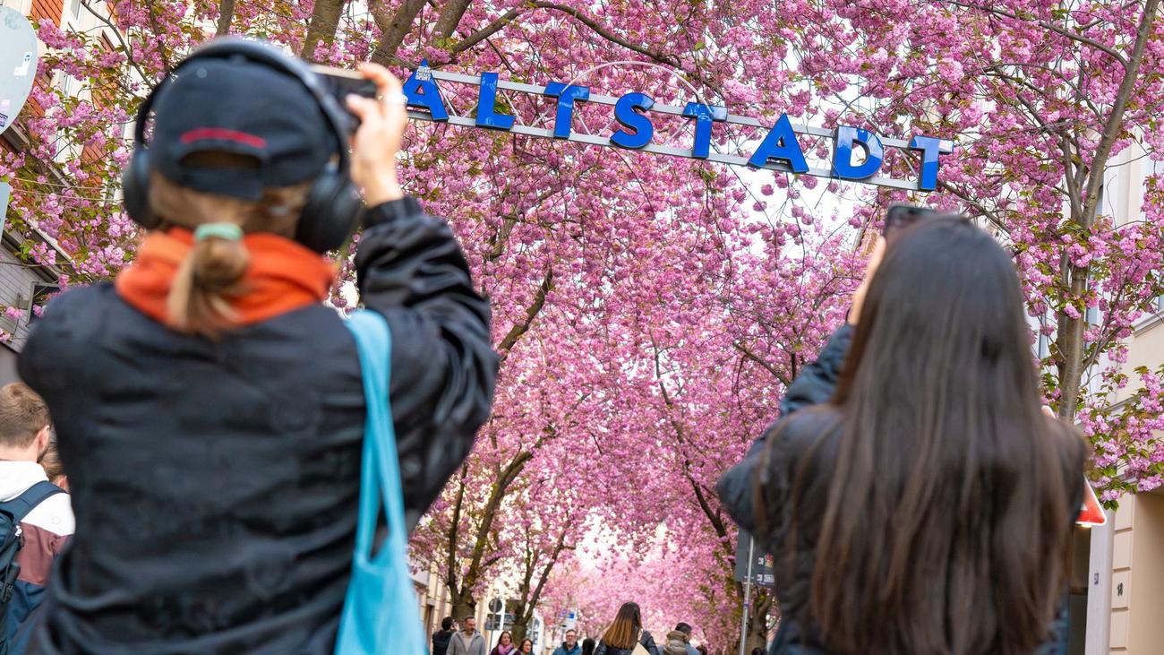 Ausflugsziel: Flohmarkt und Streetfood - Bonn feiert die Kirschblüte