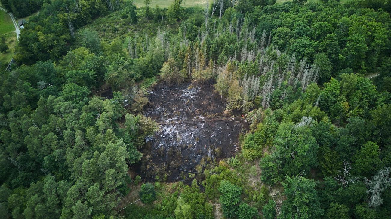 Waldbrände: Frühling bringt Waldbrandgefahr nach Rheinland-Pfalz