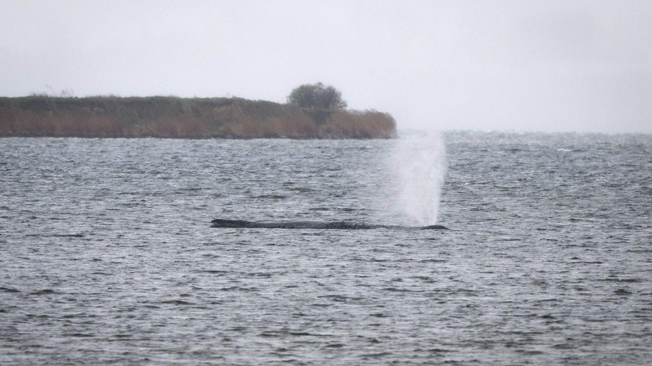 Ostseeküste: Gestrandeter Buckelwal: Begleitung des Tieres läuft weiter