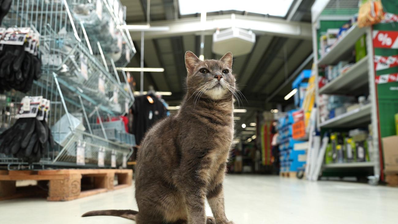 Tiere: Katze Lotti wohnt in Plöner Baumarkt