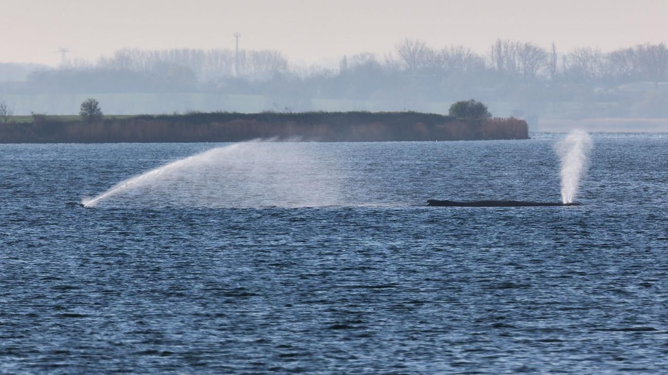 Ostseeküste: Ministerium: Vom Buckelwal geht keine Gefahr für Umwelt aus