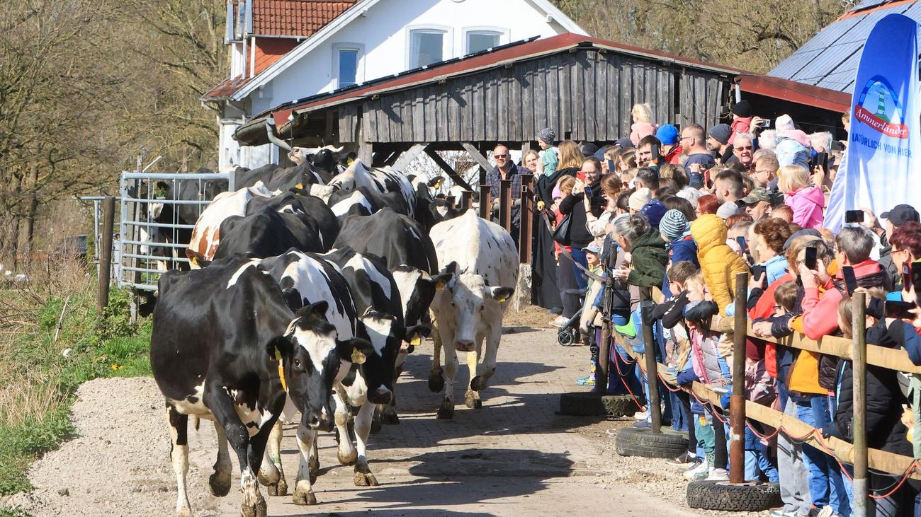 Tierischer Brauch: Weidesaison startet: Kühe kehren auf die Wiesen zurück