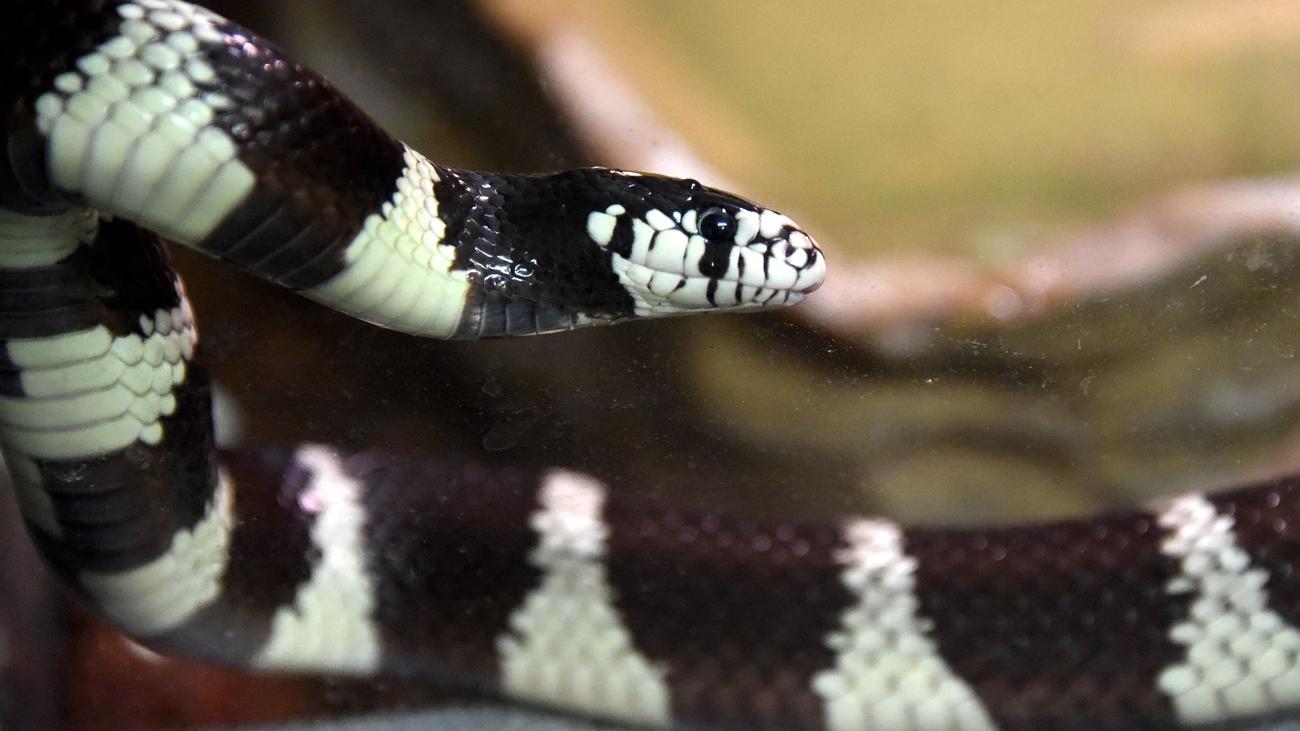 Tier auf Abwegen: Exotische Schlange ruft Polizei auf den Plan