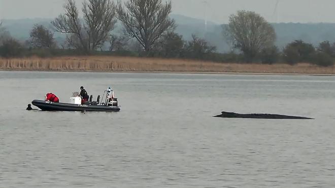 Ostseeküste: Die Frau war nah an den Wal herangeschwommen.