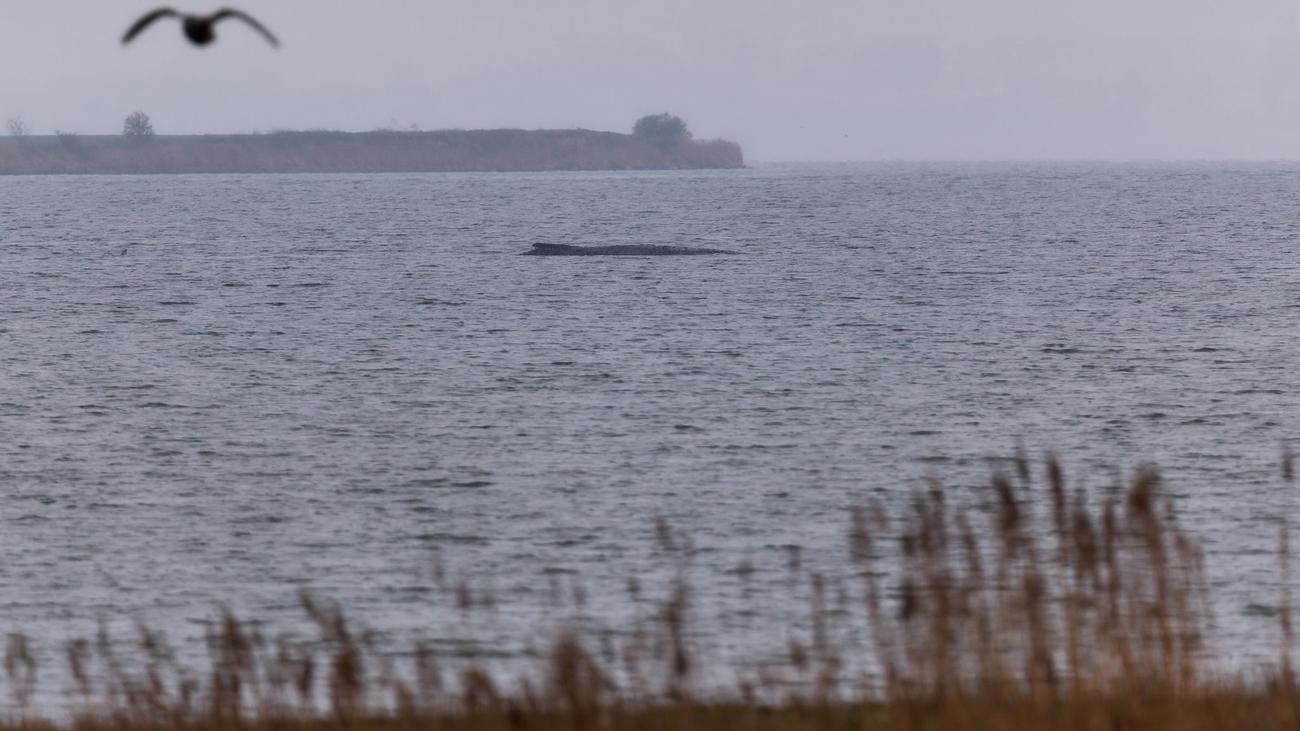 Ostseeküste: Gestrandeter Wal atmet schwächer