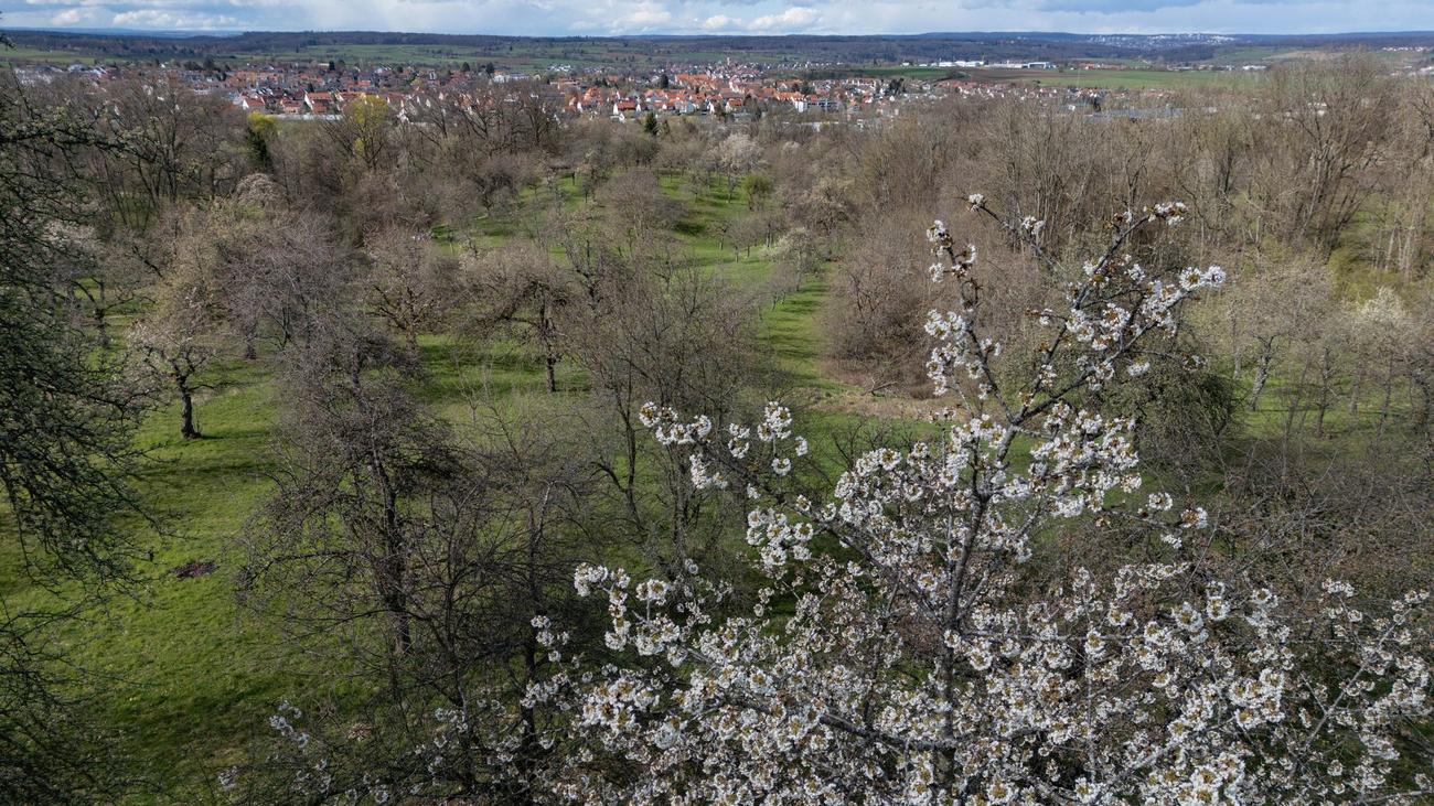 Naturschutz: Hilfe für alte Bäume – Streuobstwiesen sollen bleiben