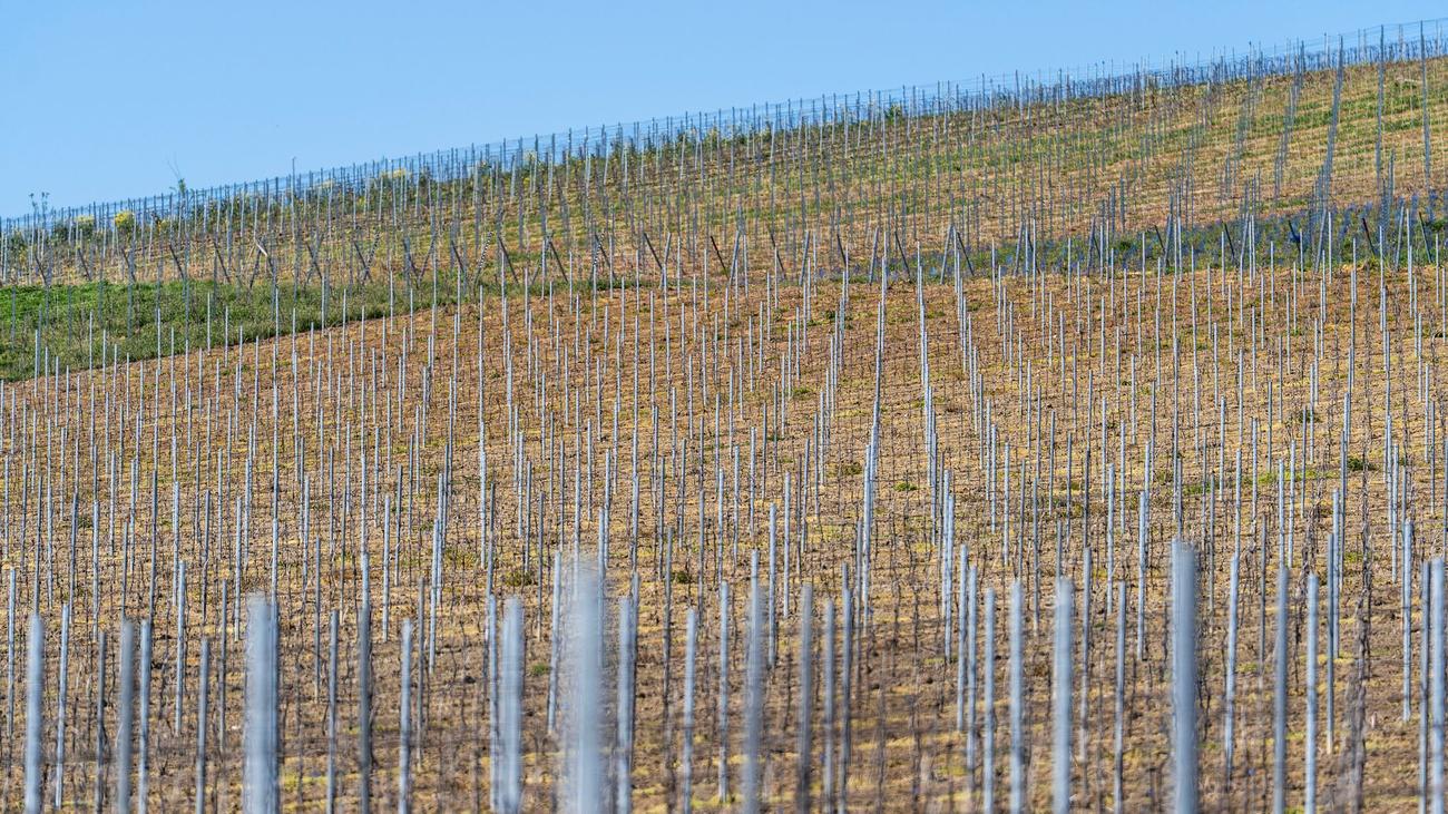 Neue und alte Weinreben: Robuste Rebsorten legen auf niedrigem Niveau zu