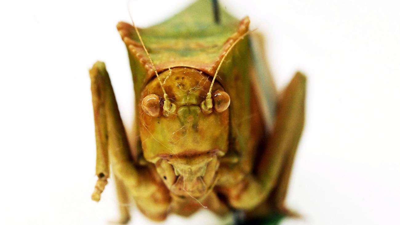 Tiere: Warzenbeißer & Co - was man über Heuschrecken wissen sollte
