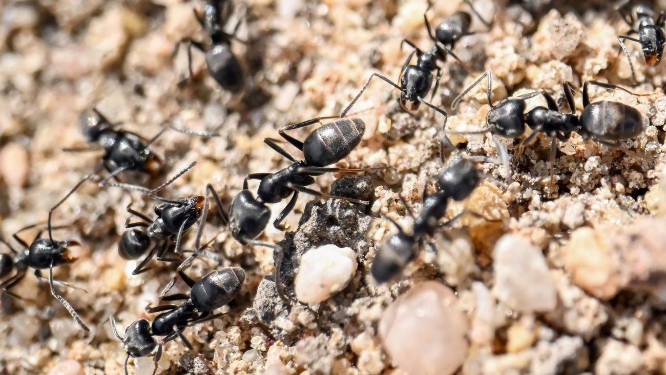 Große Drüsenameise: Aggressive Ameisenart auch im Saarland nachgewiesen
