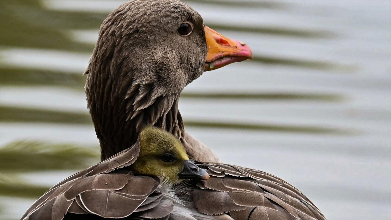 Fotografie: Bilder des Tages