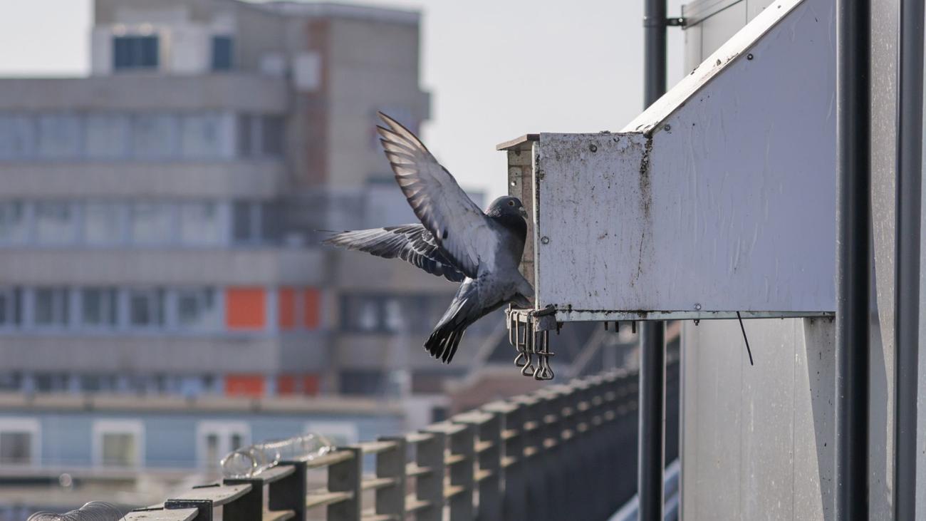 Betreute Taubenschläge: Eiertausch mit Wirkung - was Städte für und gegen Tauben tun