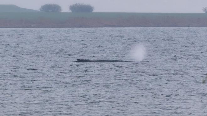 Tiere: Der Zustand des gestrandeten Wals vor der Insel Poel ist unverändert. (Archivbild)