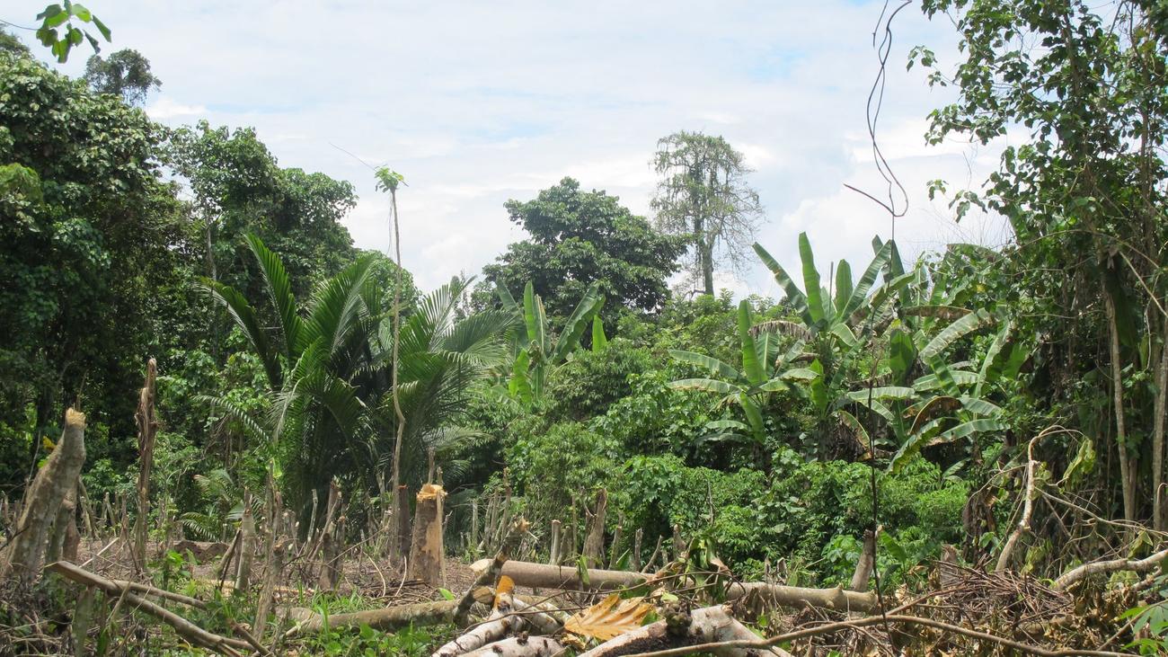 Heftiger Tropensturm: Zyklon "Maila" im Südpazifik: Elf Tote in Papua-Neuguinea