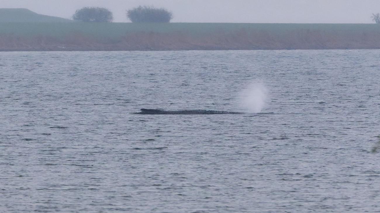 Tiere: Gestrandeter Wal: Warnung vor falschen Spendenaufrufen