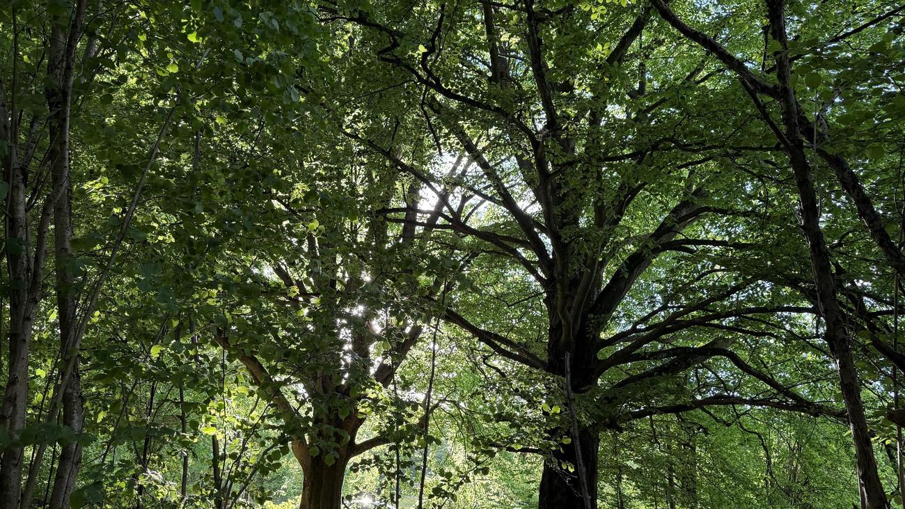 Ausflugstipp: Gratis-Touren durch wilde Rhön-Wälder