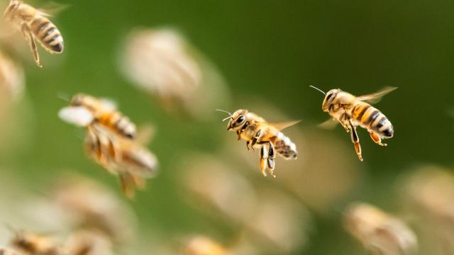 Bild: Bienenalarm: Bienenschwarm sorgt in israelischer Stadt für Aufregung