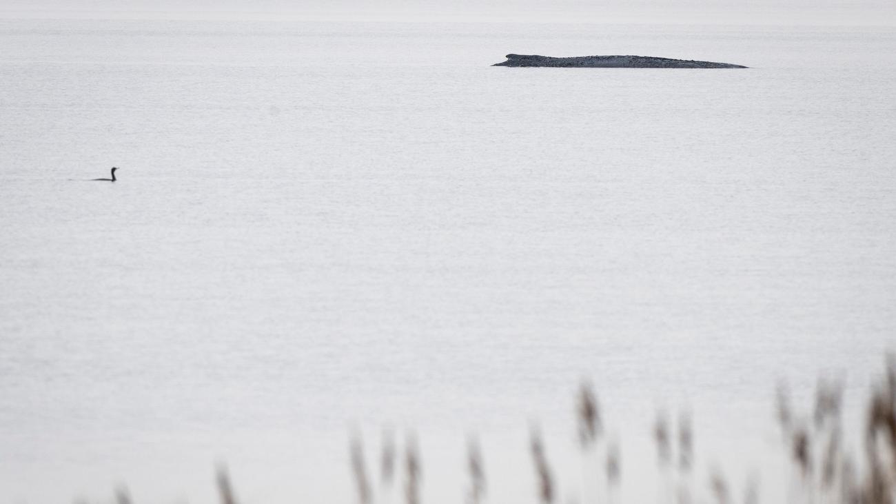 Populisten nutzen Aufregung: Demos & Connor im Shitstorm: Woher kommt die Wut um den Wal?