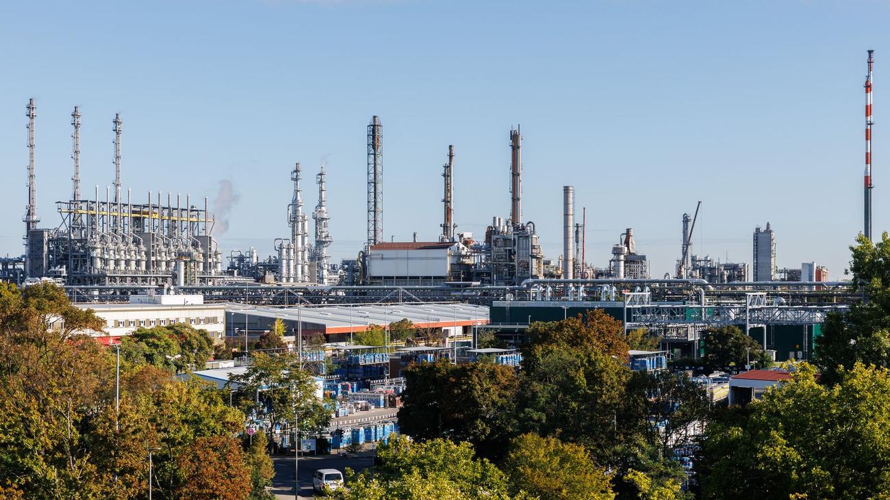 Forschungsprojekt: Gesucht: Bäume für die Stadt von morgen