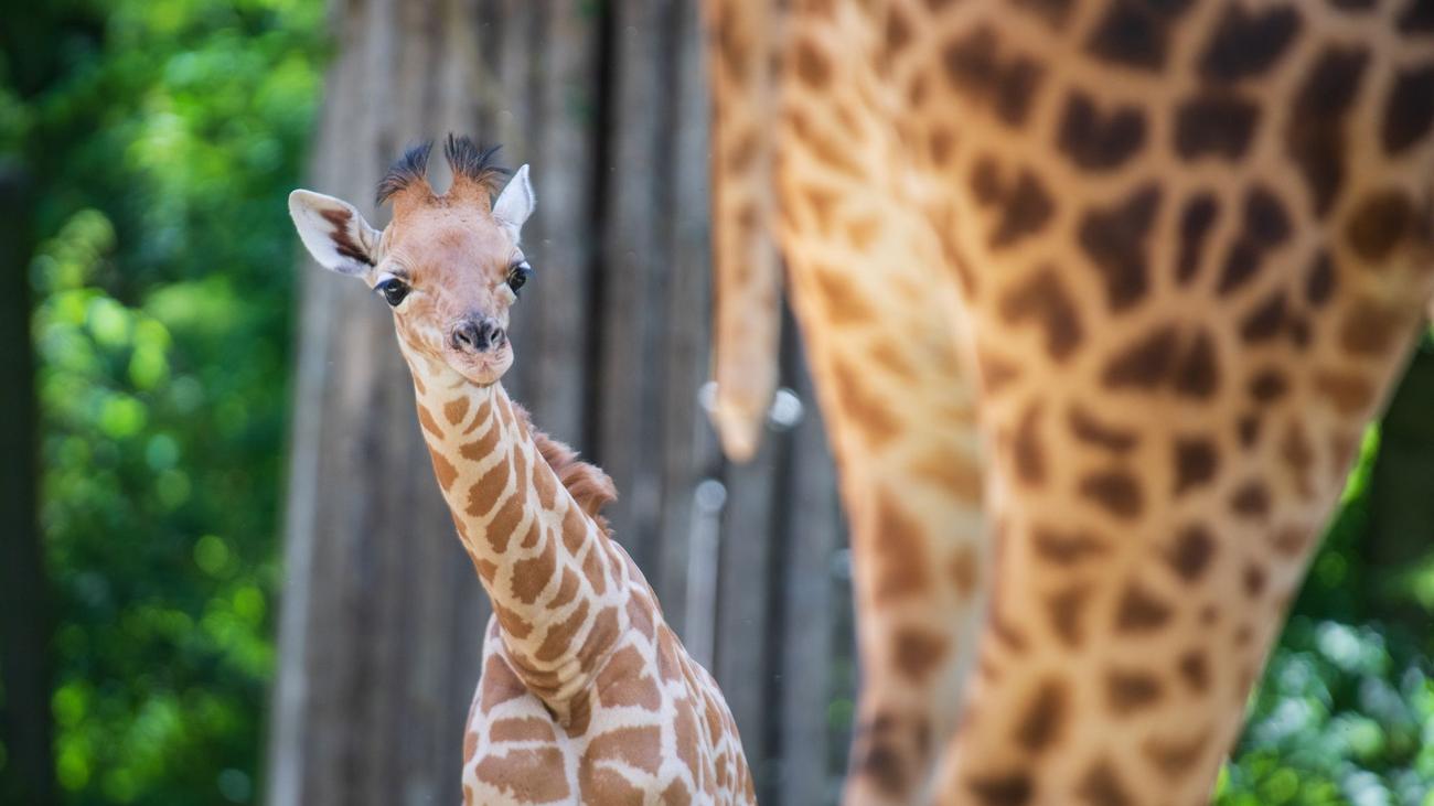Freizeit: Giraffe »Vizuri« in den Berliner Zoo eingezogen