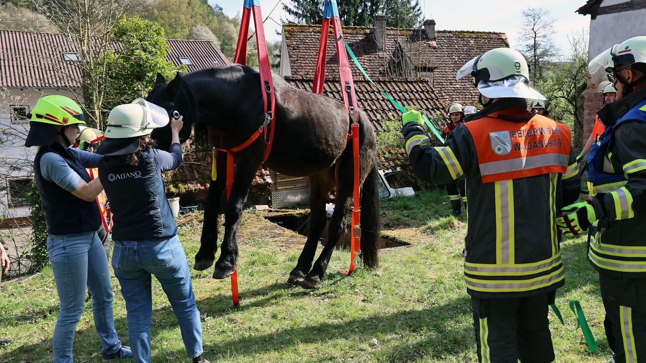 Rettung mit dem Kran: Glückliches Ende: Pferd nach Sturz in Grube geborgen