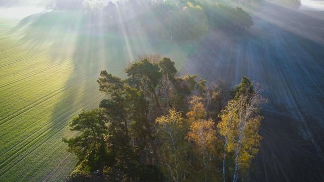 Tiere: Goldschakale haben sich in Schleswig-Holstein angesiedelt