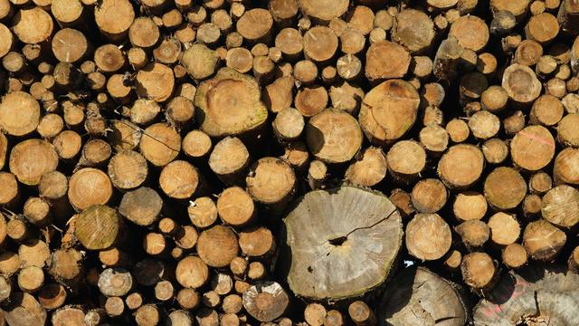 Holzwirtschaft: In Thüringen werden weniger Bäume gefällt - aus diesem Grund