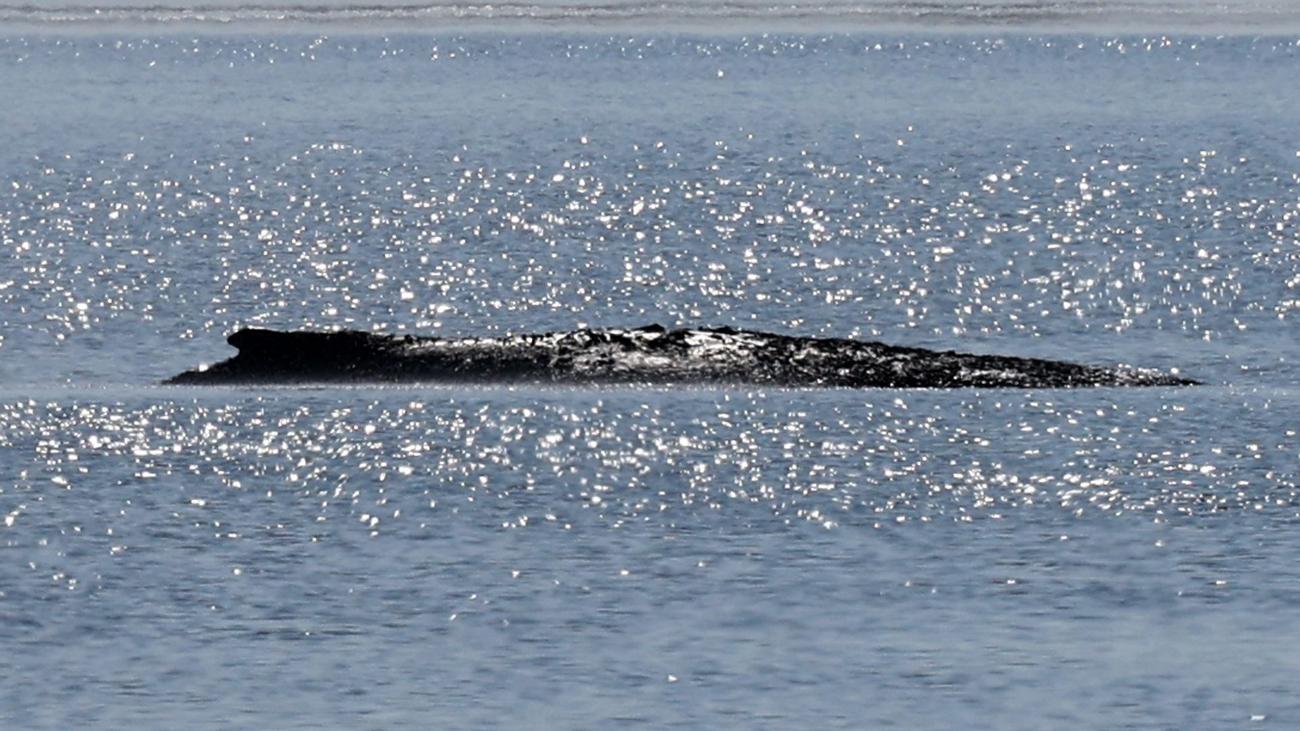 Tiere: Meeresmuseum nicht in Wal-Rettungspläne einbezogen