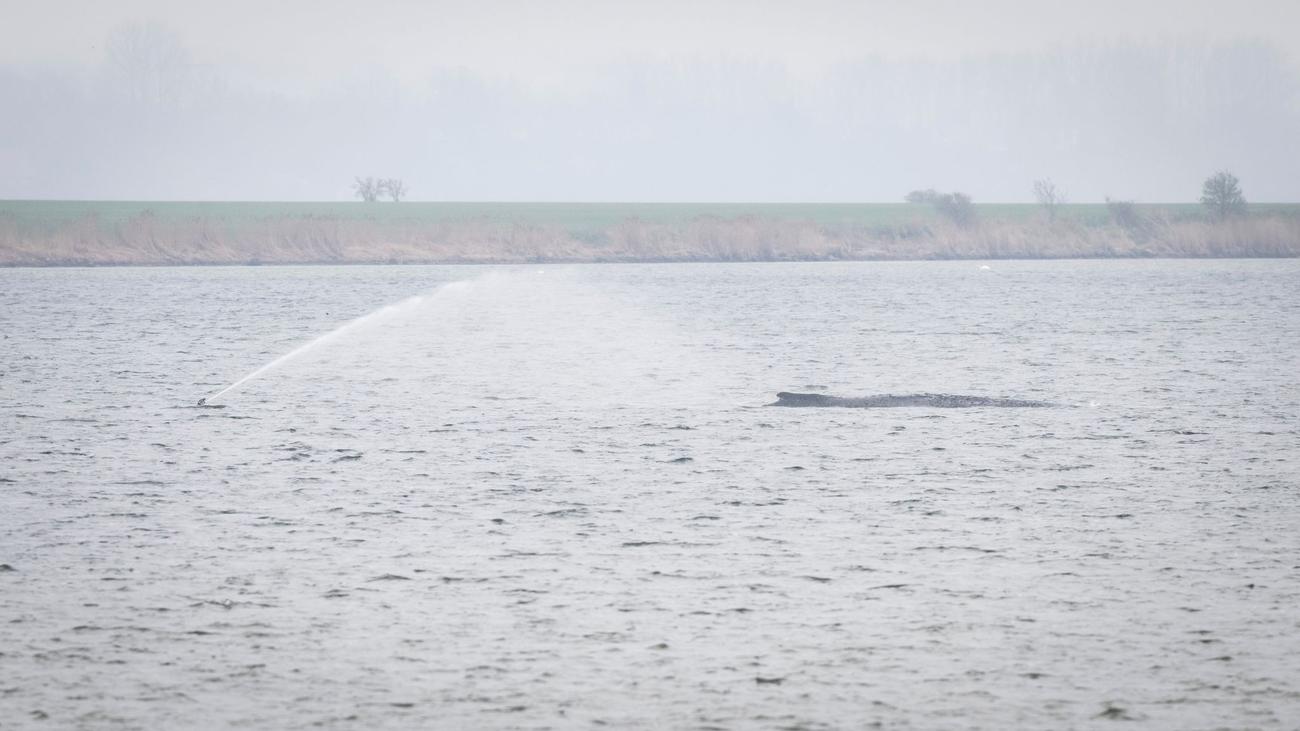 Tiere: Neue Wal-Rettungspläne – was wir wissen und was nicht