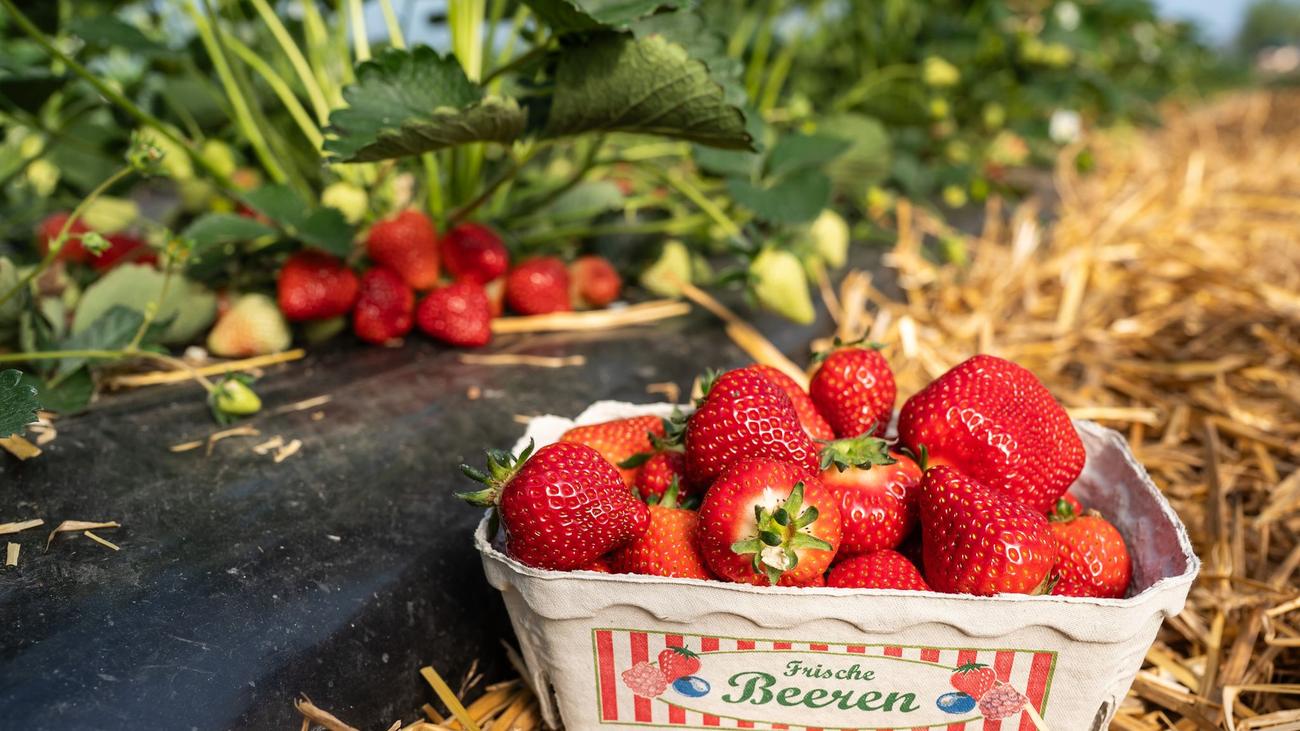 Saisonbeginn: Rot, reif und lecker: Die Erdbeersaison im Südwesten beginnt