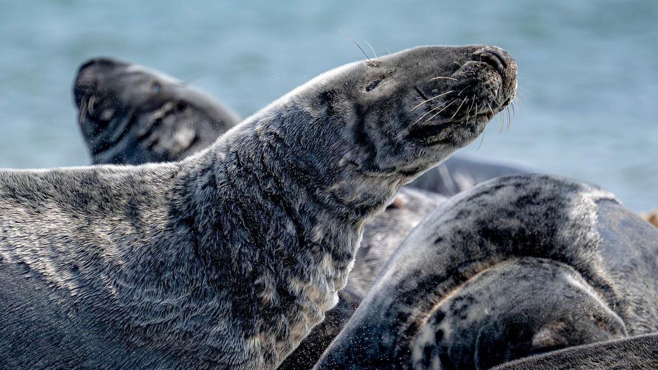 Nationalpark Wattenmeer: Babyboom bei Kegelrobben – so viele Jungtiere wurden gezählt