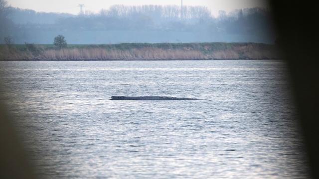 Stationen des Ostsee-Wals: Die teils überraschende Chronologie des Ostsee-Buckelwals